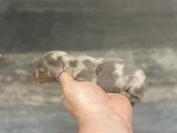 Dime (Deluite/daple/creme/lh, a male Miniature Dachshund for sale in Aiken, SC – Photo 2 of 3