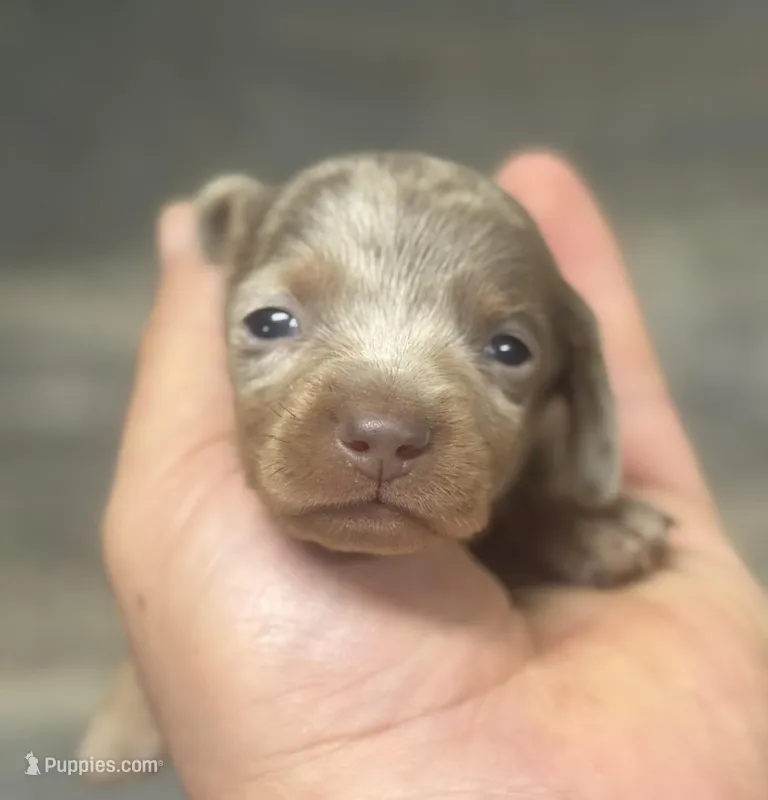 Dime (Deluite/daple/creme/lh – Miniature Dachshund puppy for sale in Aiken, SC