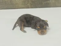 Lady (daple/creme/lh, a female Miniature Dachshund for sale in Aiken, SC – 3 of 3
