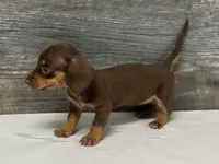 Baby (daple/creme/lh, a female Miniature Dachshund for sale in Aiken, SC – 2 of 2