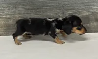 Tank (daple/creme/lh/deluite, a male Miniature Dachshund for sale in Aiken, SC – 2 of 2