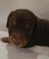 Ivey-lh (crème/daple, a female Miniature Dachshund for sale in Aiken, SC – 1 of 2