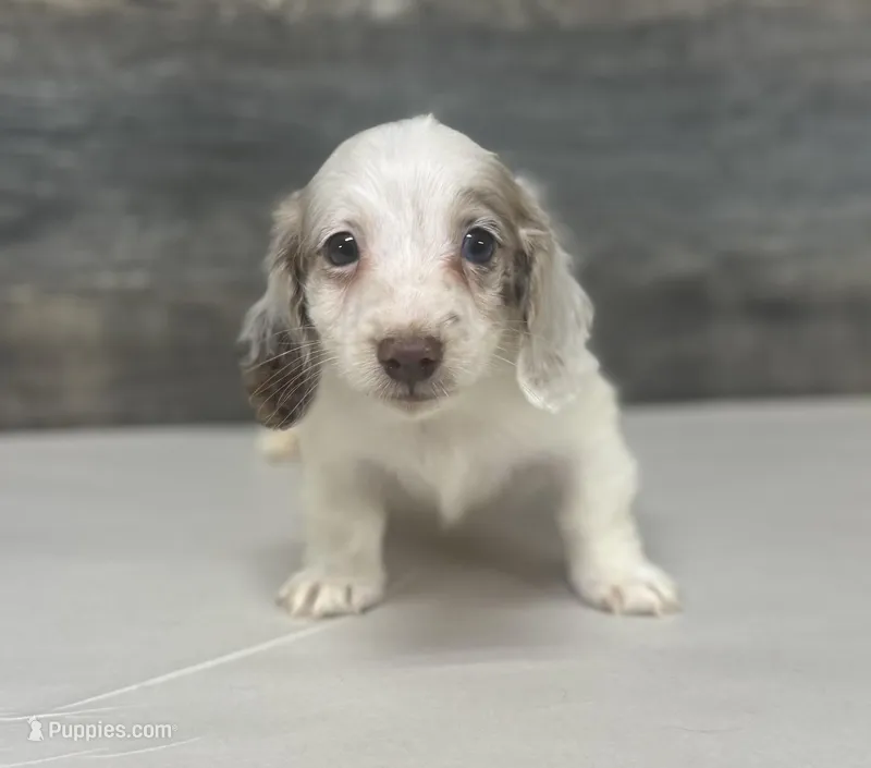 Dax-lh (dapple/creme/deluite – Miniature Dachshund puppy for sale in Aiken, SC