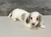 Dax-lh (dapple/creme/deluite, a male Miniature Dachshund for sale in Aiken, SC – Photo 1 of 3