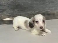 Dax-lh (dapple/creme/deluite, a male Miniature Dachshund for sale in Aiken, SC – Photo 2 of 3