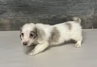 Dax-lh (dapple/creme/deluite, a male Miniature Dachshund for sale in Aiken, SC – Photo 3 of 3