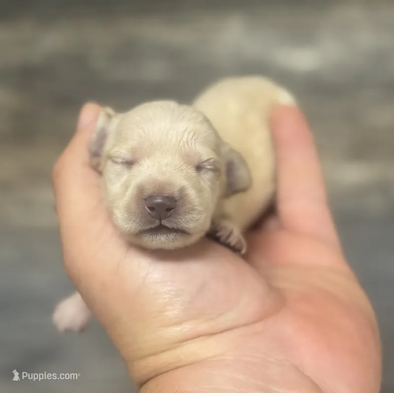 Cash ( daple/deluite/creme/lh – Miniature Dachshund puppy for sale in Aiken, SC