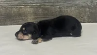 Champ (daple/creme/lh (all creme pt litter, a male Miniature Dachshund for sale in Aiken, SC – 2 of 3
