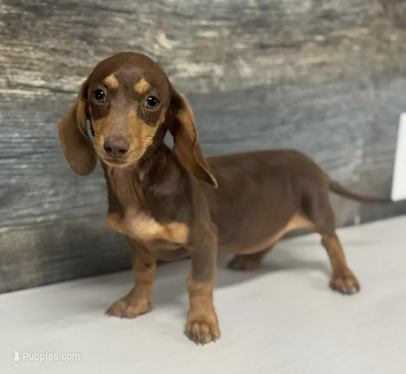 Hershey (daple/creme/pie/lh – Miniature Dachshund puppy for sale in Aiken, SC