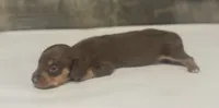 Coco (daple/deluite/pie/lh/creme, a female Miniature Dachshund for sale in Aiken, SC – 2 of 3