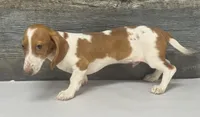 Rolo (Deluite/lh/creme- Russian dad, a male Miniature Dachshund for sale in Aiken, SC – 2 of 4
