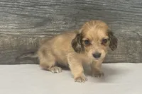 Atlas-lh (daple/creme, a male Miniature Dachshund for sale in Aiken, SC – 1 of 3