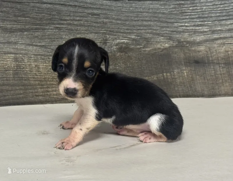 Domino (lh/creme/deluite/pie-russian dad – Miniature Dachshund puppy for sale in Aiken, SC