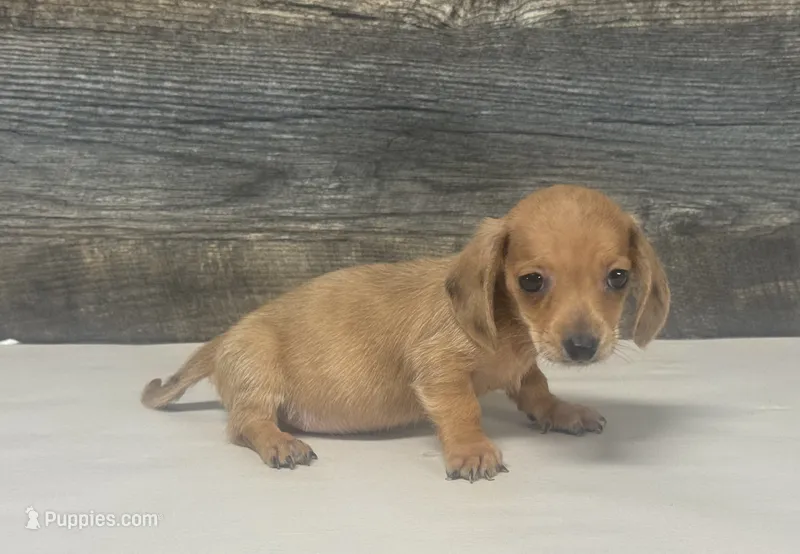 Bud (lh/creme/daple – Miniature Dachshund puppy for sale in Aiken, SC