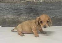 Bud (lh/creme/daple, a male Miniature Dachshund for sale in Aiken, SC – 1 of 2