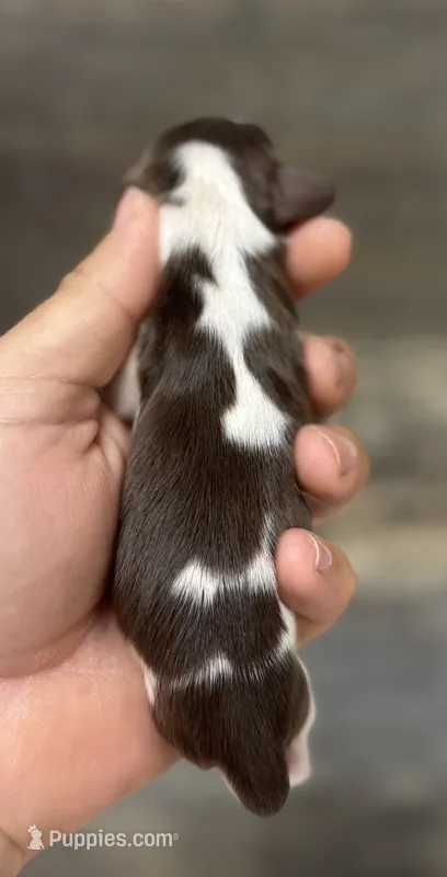 Dom (crème/lh/pie/deluite-russian dad – Miniature Dachshund puppy for sale in Aiken, SC