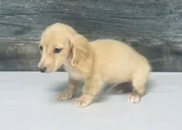 Cash-lh (ee crème/daple and creme, a male Miniature Dachshund for sale in Aiken, SC – 2 of 3