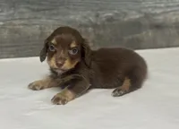 Brownie-lh (crème/deluite/daple/pie, a male Miniature Dachshund for sale in Aiken, SC – 2 of 4