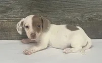 Teddy (Deluite/pie, a male Miniature Dachshund for sale in Aiken, SC – 2 of 2