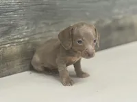 Izzy (daple/creme/lh, a female Miniature Dachshund for sale in Aiken, SC – Photo 3 of 3