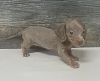Izzy (daple/creme/lh, a female Miniature Dachshund for sale in Aiken, SC – Photo 2 of 3