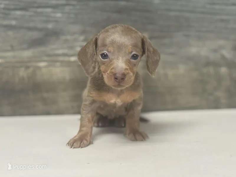 Izzy (daple/creme/lh – Miniature Dachshund puppy for sale in Aiken, SC