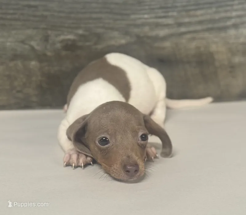 Link ( deuite/pie – Miniature Dachshund puppy for sale in Aiken, SC