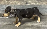 Levi. (Dapple & crème), a male Miniature Dachshund for sale in Aiken, SC – 2 of 4