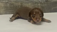 Coco (daple/deluite/pie/lh/creme, a female Miniature Dachshund for sale in Aiken, SC – 3 of 3