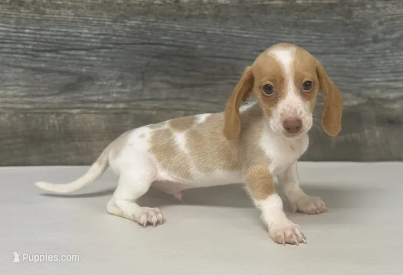 Champ (dapple/creme/deluite-russian dad – Miniature Dachshund puppy for sale in Aiken, SC