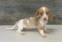 Champ (dapple/creme/deluite-russian dad, a male Miniature Dachshund for sale in Aiken, SC – 1 of 2