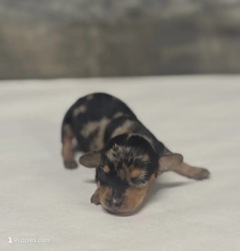 Bambam (crème/deluite/daple/lh – Miniature Dachshund puppy for sale in Aiken, SC