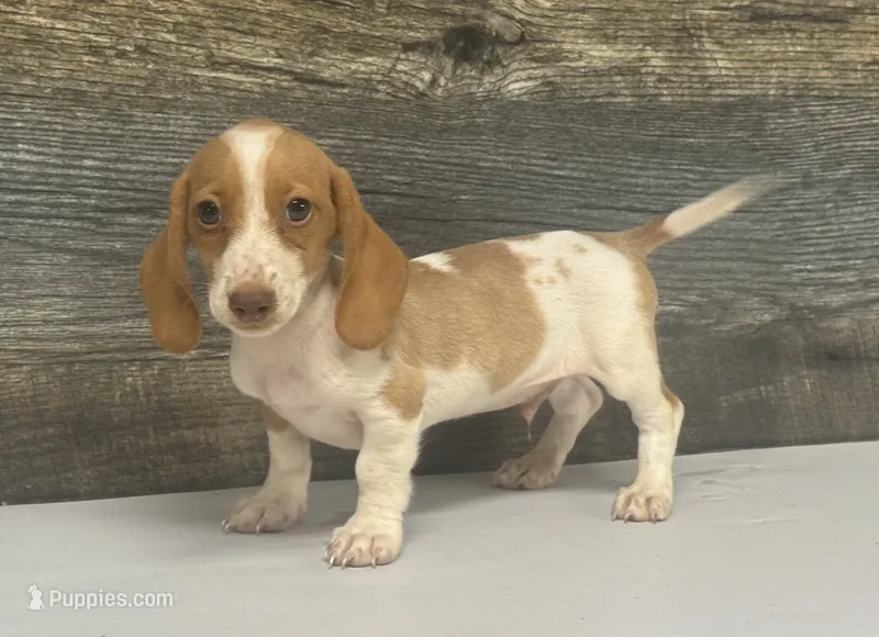 Link (crème/daple/lh/deluite- russian import dad – Miniature Dachshund puppy for sale in Aiken, SC