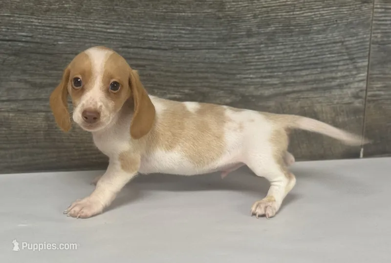 Link (creme/deluite/lh-russian dad – Miniature Dachshund puppy for sale in Aiken, SC