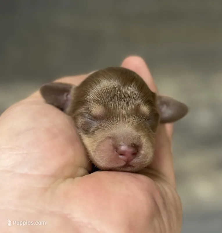 Max-lh (crème/dapple) – Miniature Dachshund puppy for sale in Aiken, SC