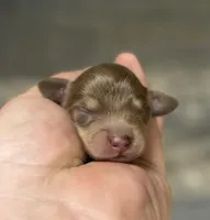 Max-lh (crème/dapple), a male Miniature Dachshund for sale in Aiken, SC – Photo 1 of 3