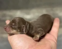 Max-lh (crème/dapple), a male Miniature Dachshund for sale in Aiken, SC – Photo 2 of 3