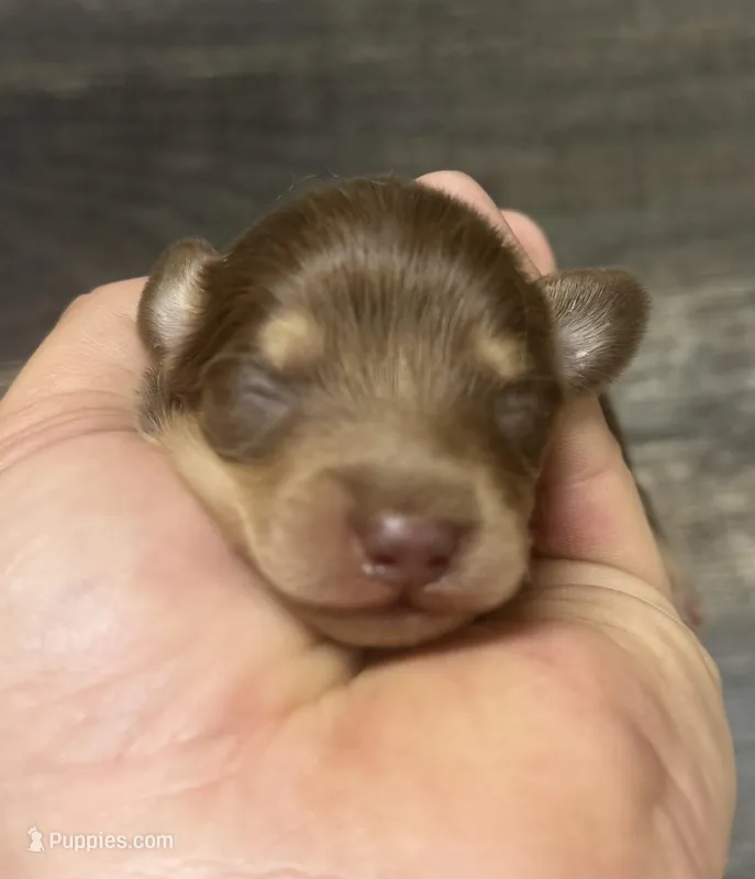 Max-lh (crème/dapple) – Miniature Dachshund puppy for sale in Aiken, SC