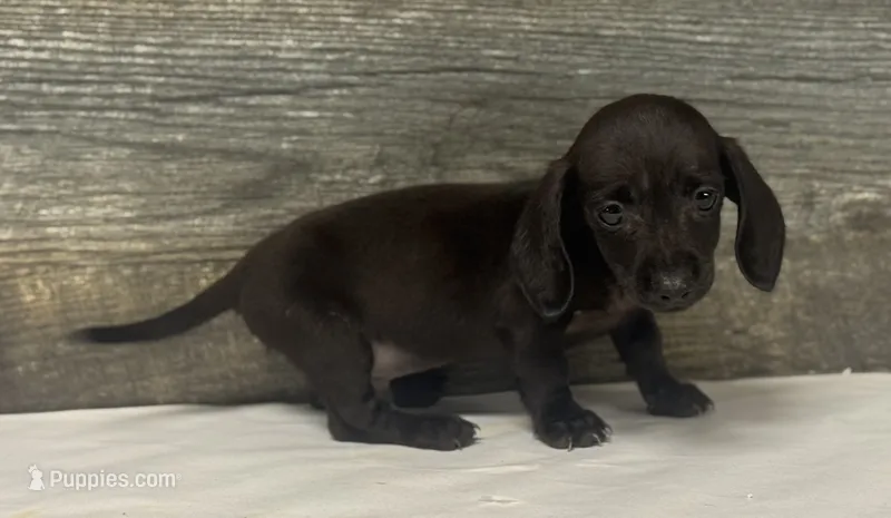 Leo (daple/creme/pie/lh – Miniature Dachshund puppy for sale in Aiken, SC