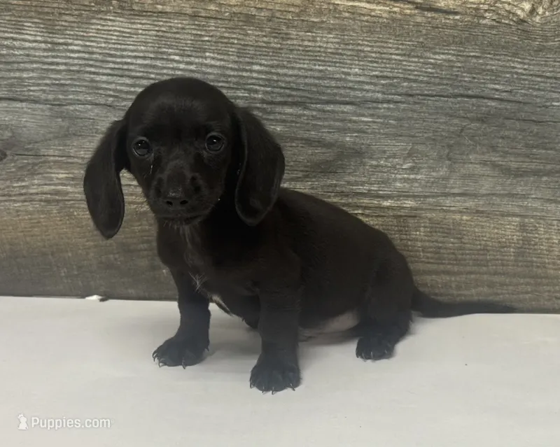 Ace (dapple/creme/lh/pie – Miniature Dachshund puppy for sale in Aiken, SC