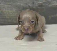 Izzy (daple/lh/deluite/creme, a female Miniature Dachshund for sale in Aiken, SC – Photo 1 of 2