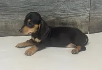 Misty (daple/creme, a female Miniature Dachshund for sale in Aiken, SC – 2 of 2