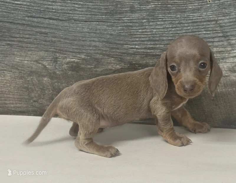 Ginger (daple/deluite/creme/lh – Miniature Dachshund puppy for sale in Aiken, SC