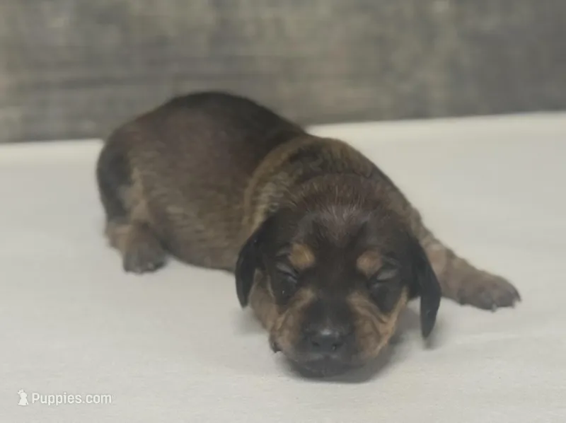 Shady (daple/creme/deluite/pie/lh – Miniature Dachshund puppy for sale in Aiken, SC