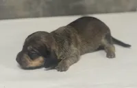 Shady (daple/creme/deluite/pie/lh, a female Miniature Dachshund for sale in Aiken, SC – Photo 2 of 2