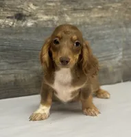 Coco-lh (daple/creme/deluite, a female Miniature Dachshund for sale in Aiken, SC – 2 of 3