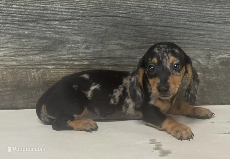 Buddy (daple/creme – Miniature Dachshund puppy for sale in Aiken, SC