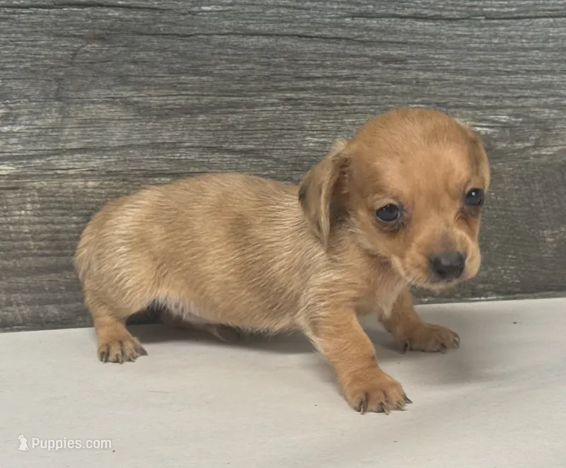 Links- (daple/creme/pie/deluite/lh – Miniature Dachshund puppy for sale in Aiken, SC