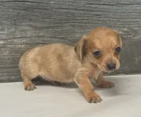 Links- (daple/creme/pie/deluite/lh, a male Miniature Dachshund for sale in Aiken, SC – 1 of 2