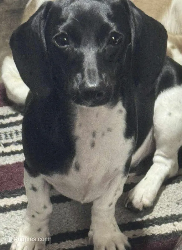 Wildthing girl  – Miniature Dachshund puppy for sale in Aiken, SC